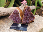 Natural Dark Purple Amethyst Quartz Crystal Plates x 12 From Boekenhouthoek, South Africa - Toprock Gemstones and Minerals 