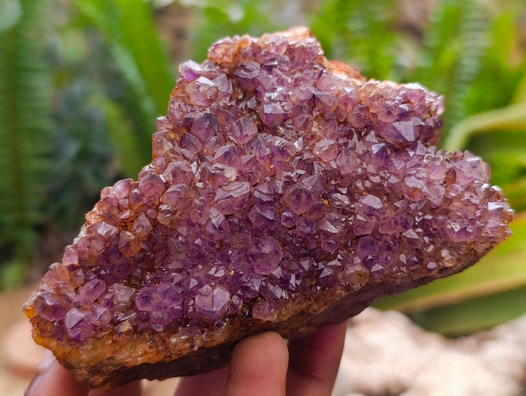 Natural Dark Purple Amethyst Quartz Crystal Plates x 12 From Boekenhouthoek, South Africa - Toprock Gemstones and Minerals 