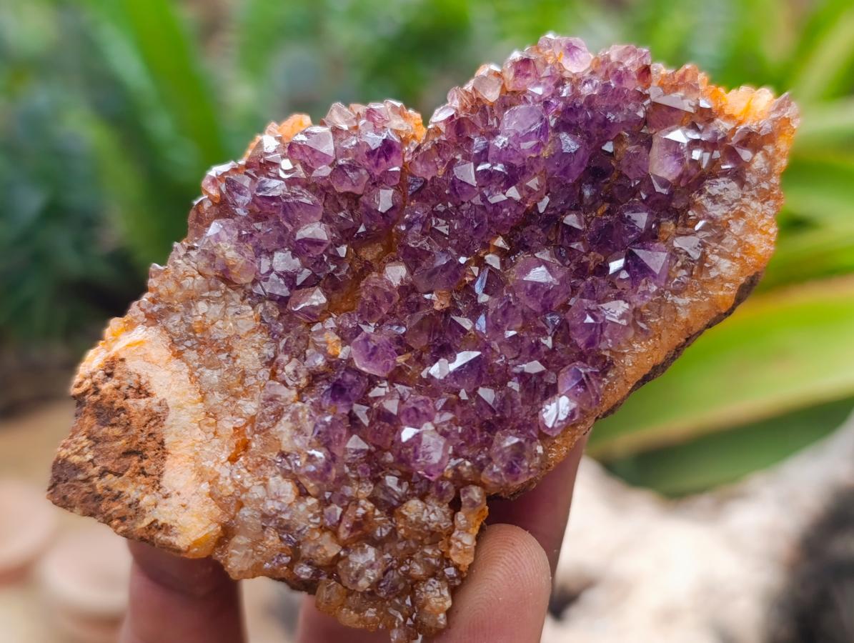 Natural Dark Purple Amethyst Quartz Crystal Plates x 12 From Boekenhouthoek, South Africa - Toprock Gemstones and Minerals 