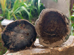 Polished Dadoxylon Petrified Wood Slices x 6 From Gokwe, Zimbabwe - Toprock Gemstones and Minerals 