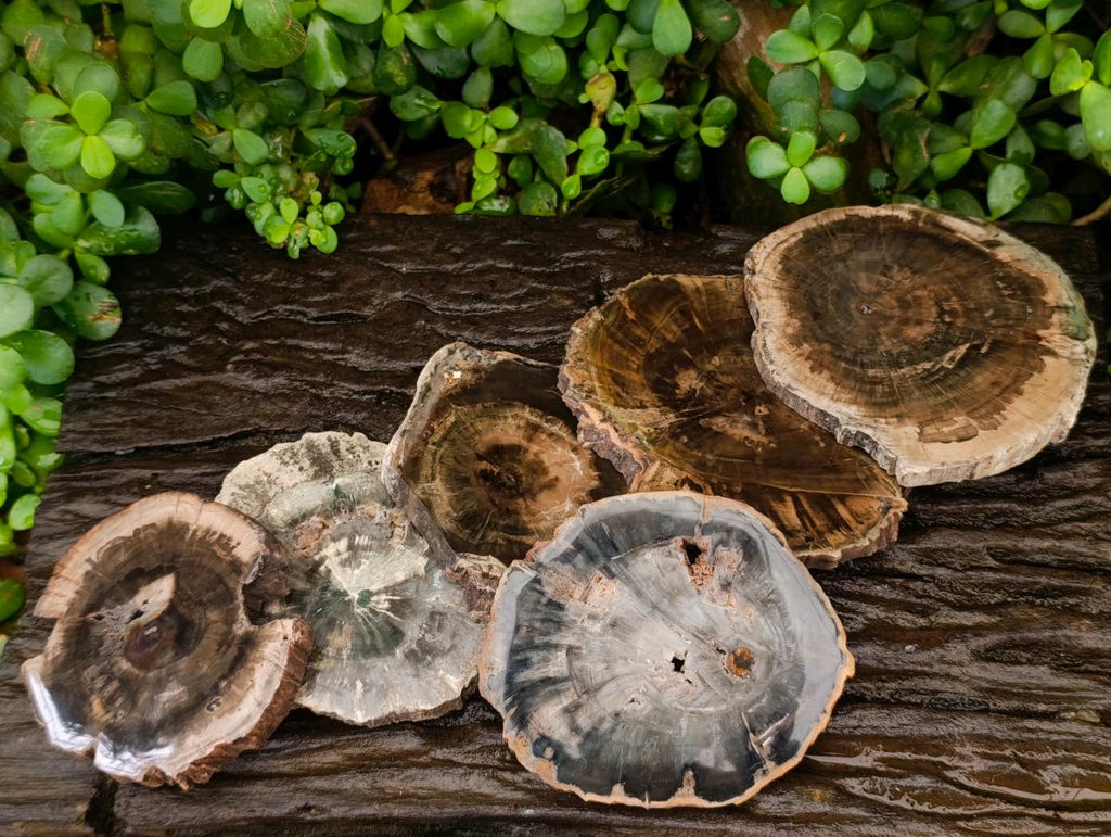 Polished Dadoxylon Petrified Wood Slices x 6 From Gokwe, Zimbabwe - Toprock Gemstones and Minerals 