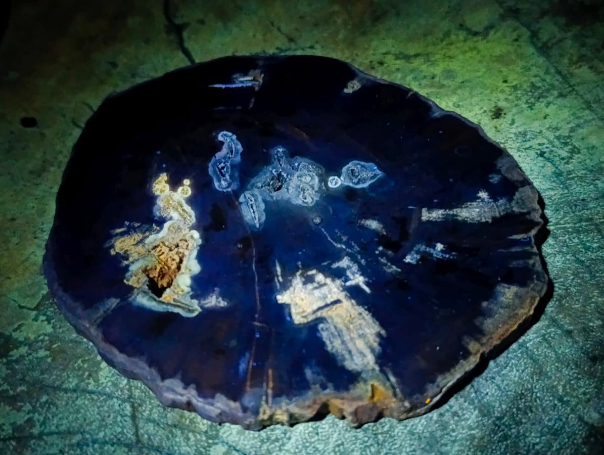 Polished Dadoxylon Petrified Wood Slices x 6 From Gokwe, Zimbabwe - Toprock Gemstones and Minerals 