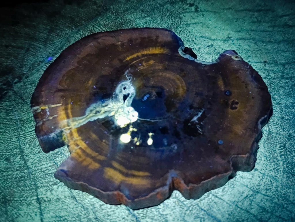 Polished Dadoxylon Petrified Wood Slices x 6 From Gokwe, Zimbabwe - Toprock Gemstones and Minerals 