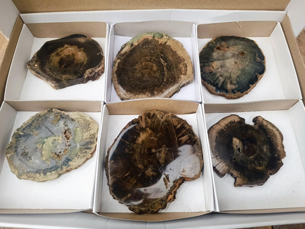 Polished Dadoxylon Petrified Wood Slices x 6 From Gokwe, Zimbabwe - Toprock Gemstones and Minerals 