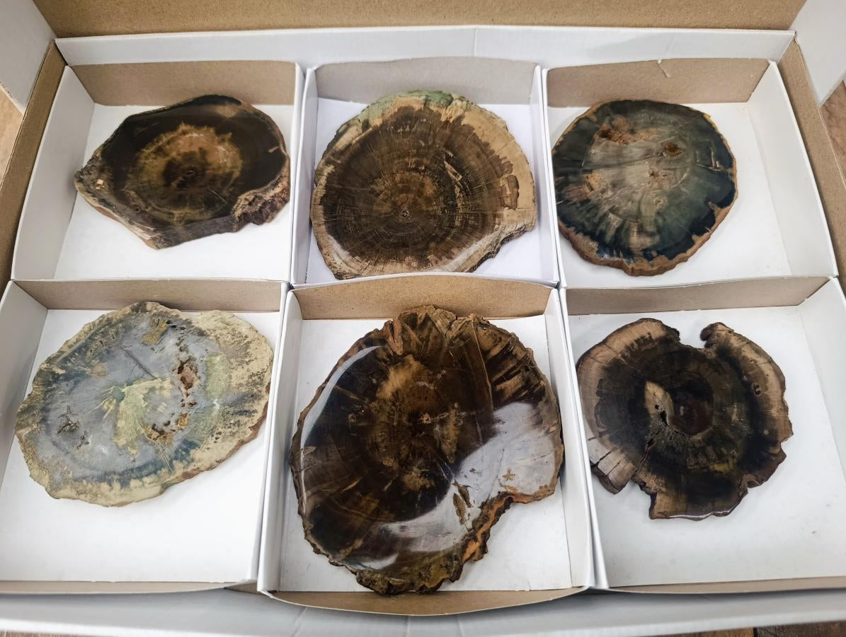 Polished Dadoxylon Petrified Wood Slices x 6 From Gokwe, Zimbabwe - Toprock Gemstones and Minerals 