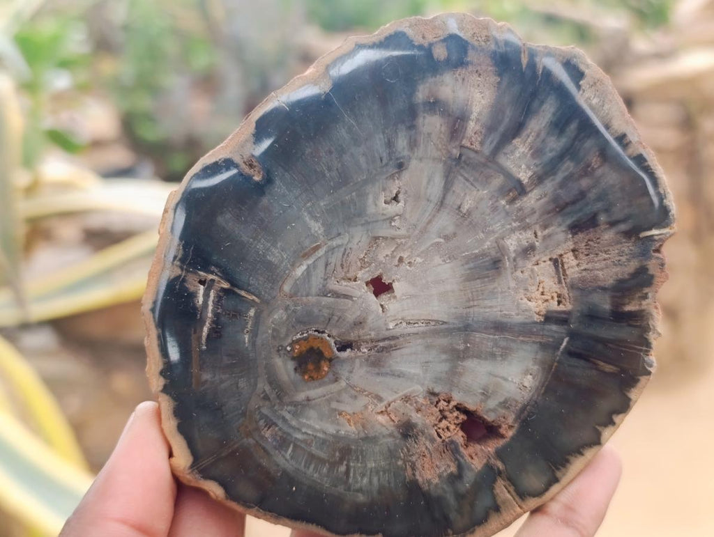 Polished Dadoxylon Petrified Wood Slices x 6 From Gokwe, Zimbabwe - Toprock Gemstones and Minerals 