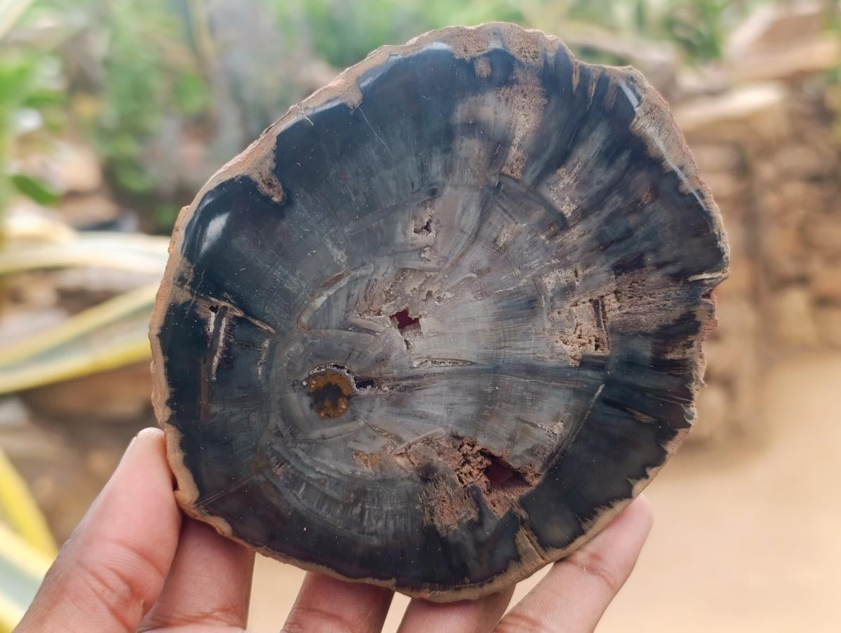 Polished Dadoxylon Petrified Wood Slices x 6 From Gokwe, Zimbabwe - Toprock Gemstones and Minerals 