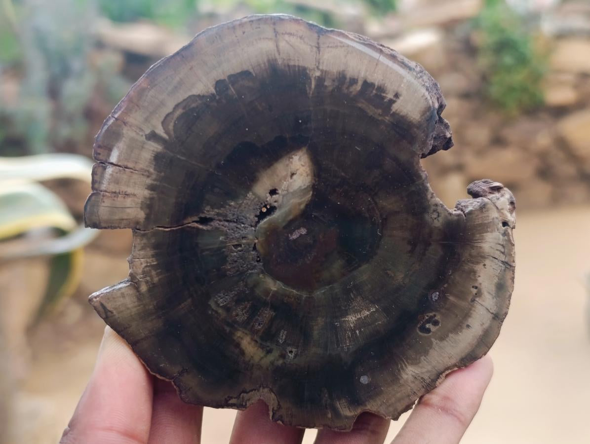 Polished Dadoxylon Petrified Wood Slices x 6 From Gokwe, Zimbabwe - Toprock Gemstones and Minerals 