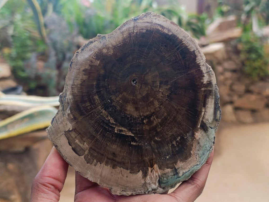 Polished Dadoxylon Petrified Wood Slices x 6 From Gokwe, Zimbabwe - Toprock Gemstones and Minerals 