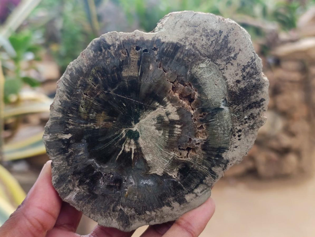 Polished Dadoxylon Petrified Wood Slices x 6 From Gokwe, Zimbabwe - Toprock Gemstones and Minerals 