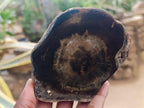 Polished Dadoxylon Petrified Wood Slices x 6 From Gokwe, Zimbabwe - Toprock Gemstones and Minerals 