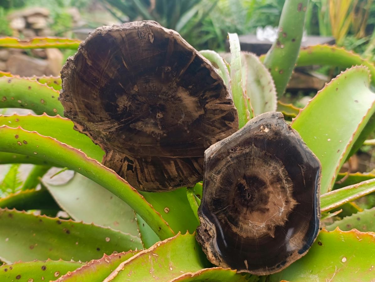 Polished Dadoxylon Petrified Wood Slices x 6 From Gokwe, Zimbabwe - Toprock Gemstones and Minerals 