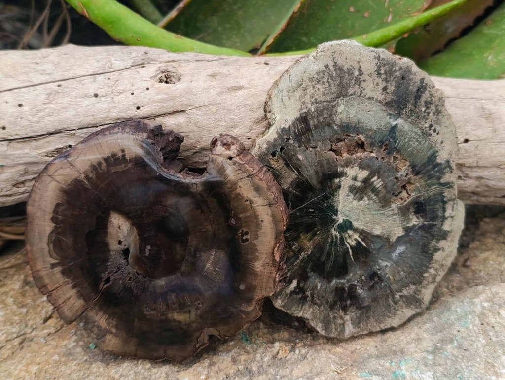 Polished Dadoxylon Petrified Wood Slices x 6 From Gokwe, Zimbabwe - Toprock Gemstones and Minerals 