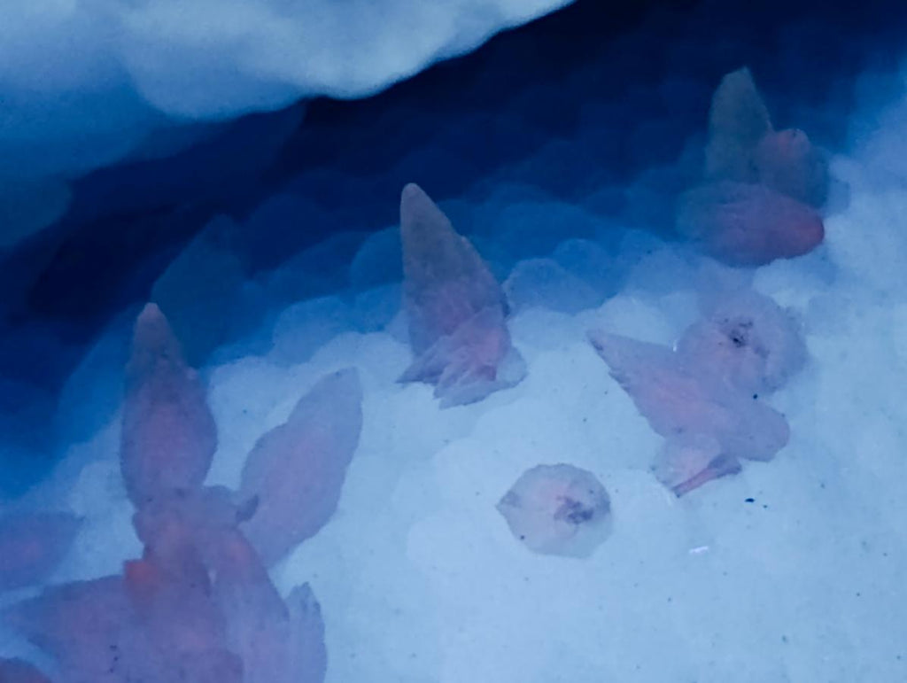 Natural Large Blue Lace Agate Geode Specimens x 6 From Nsanje, Malawi - Toprock Gemstones and Minerals 