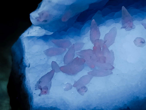 Natural Large Blue Lace Agate Geode Specimens x 6 From Nsanje, Malawi - Toprock Gemstones and Minerals 