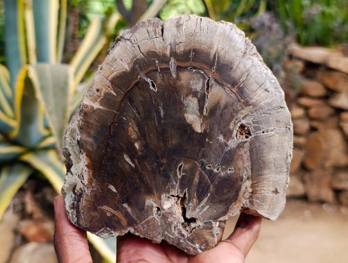 Polished On One Side Dadoxylon Petrified Wood Slices x 2 From Gokwe, Zimbabwe - Toprock Gemstones and Minerals 