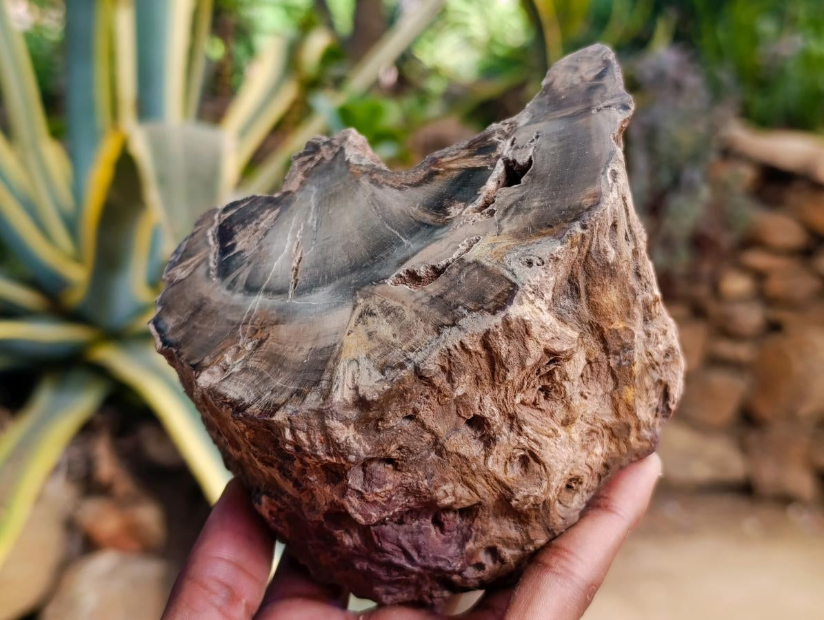 Polished On One Side Dadoxylon Petrified Wood Slices x 2 From Gokwe, Zimbabwe - Toprock Gemstones and Minerals 