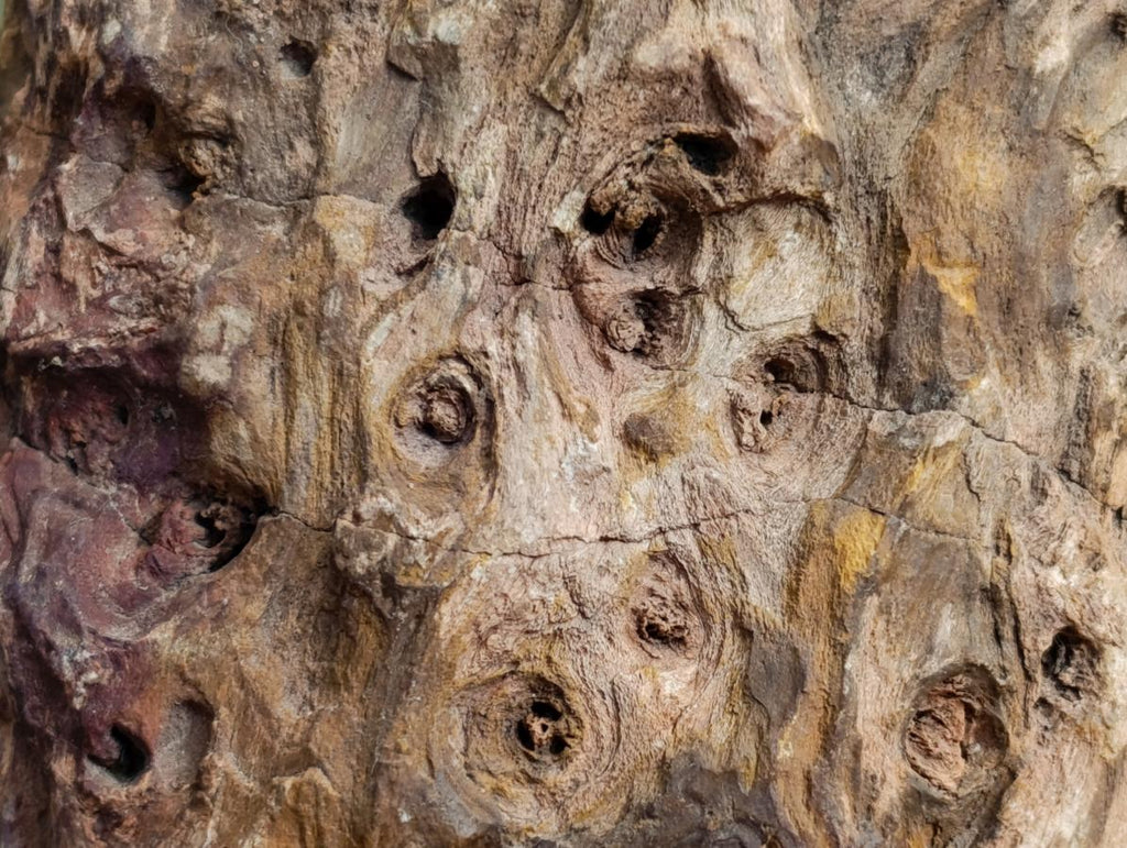 Polished On One Side Dadoxylon Petrified Wood Slices x 2 From Gokwe, Zimbabwe - Toprock Gemstones and Minerals 