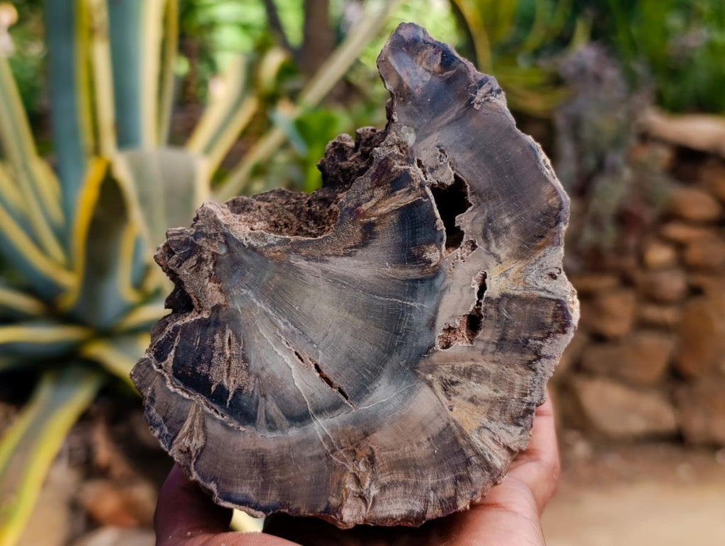 Polished On One Side Dadoxylon Petrified Wood Slices x 2 From Gokwe, Zimbabwe - Toprock Gemstones and Minerals 