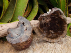 Polished On One Side Dadoxylon Petrified Wood Slices x 2 From Gokwe, Zimbabwe - Toprock Gemstones and Minerals 