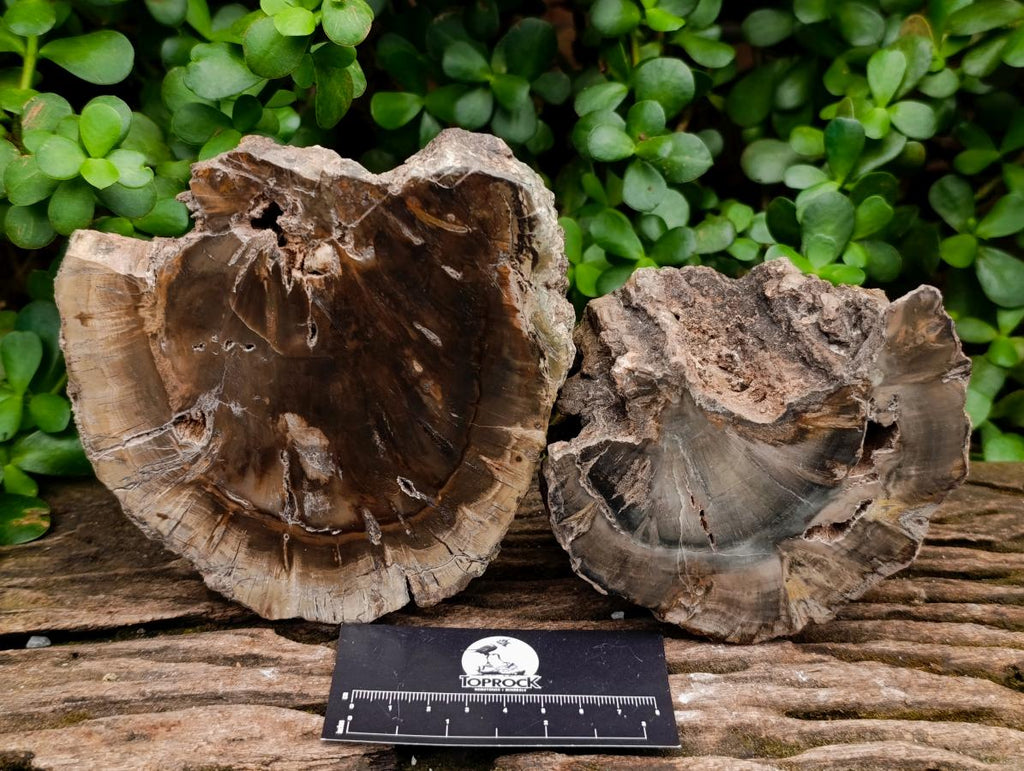 Polished On One Side Dadoxylon Petrified Wood Slices x 2 From Gokwe, Zimbabwe - Toprock Gemstones and Minerals 