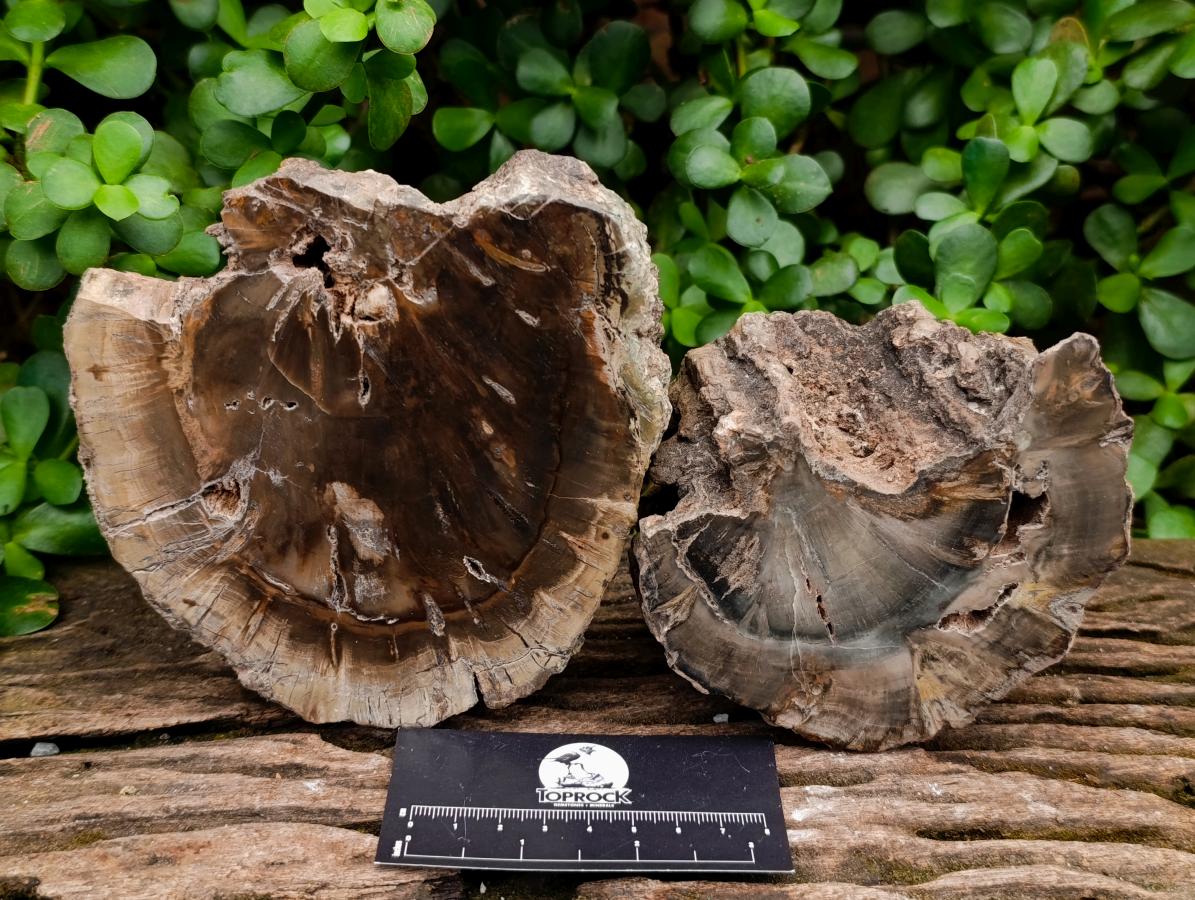 Polished On One Side Dadoxylon Petrified Wood Slices x 2 From Gokwe, Zimbabwe - Toprock Gemstones and Minerals 