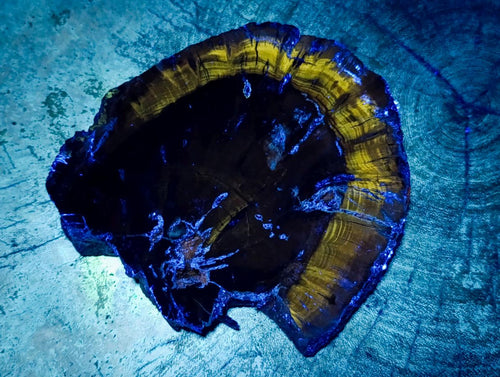 Polished On One Side Dadoxylon Petrified Wood Slices x 2 From Gokwe, Zimbabwe - Toprock Gemstones and Minerals 