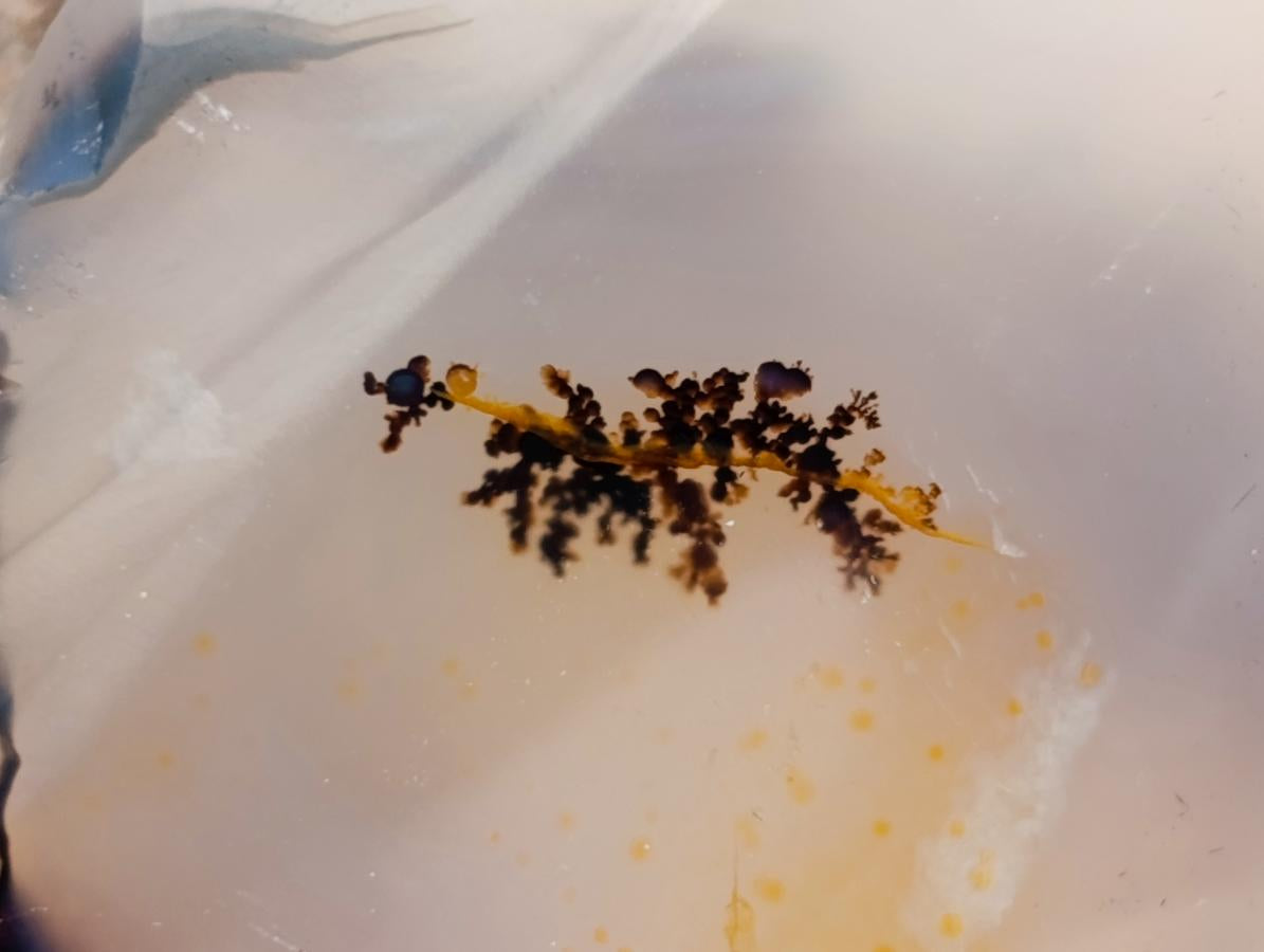 Polished Dendritic Agate Standing Free Forms x 6 From Moralambo, Madagascar - Toprock Gemstones and Minerals 