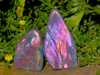 Polished Small Rare Purple Sunset Flash Labradorite Standing Free Forms x 7 From Madagascar - Toprock Gemstones and Minerals 