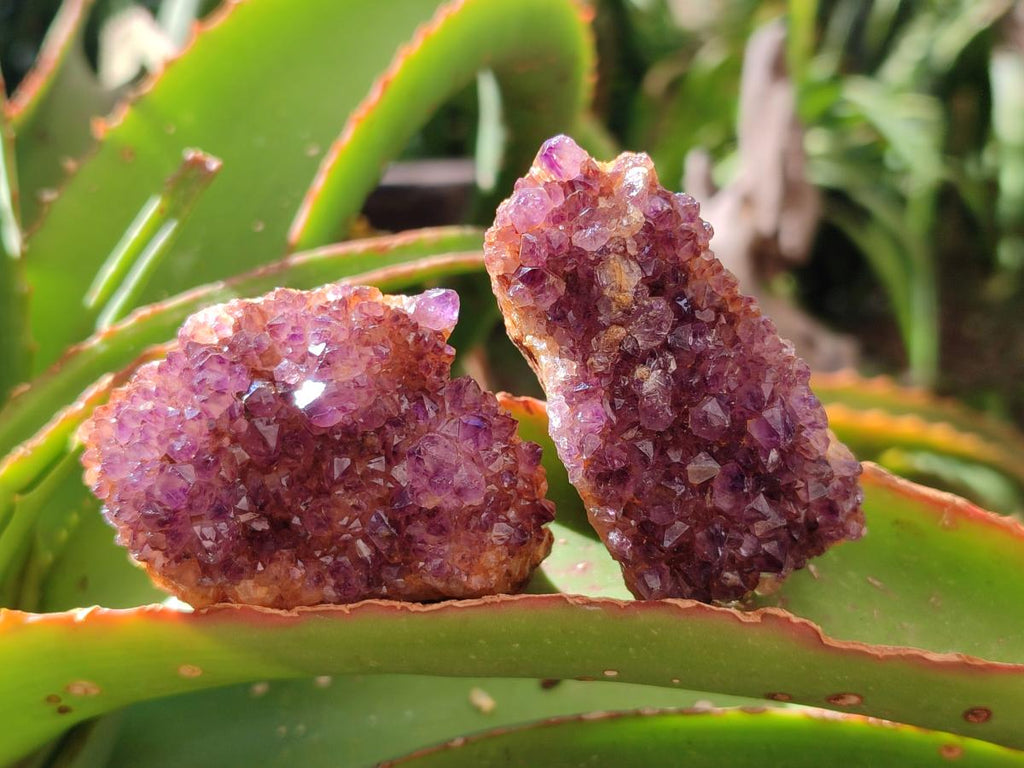 Natural Dark Purple Amethyst Quartz Crystal Plates x 35 From Boekenhouthoek, South Africa - Toprock Gemstones and Minerals 