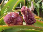 Natural Dark Purple Amethyst Quartz Crystal Plates x 35 From Boekenhouthoek, South Africa - Toprock Gemstones and Minerals 