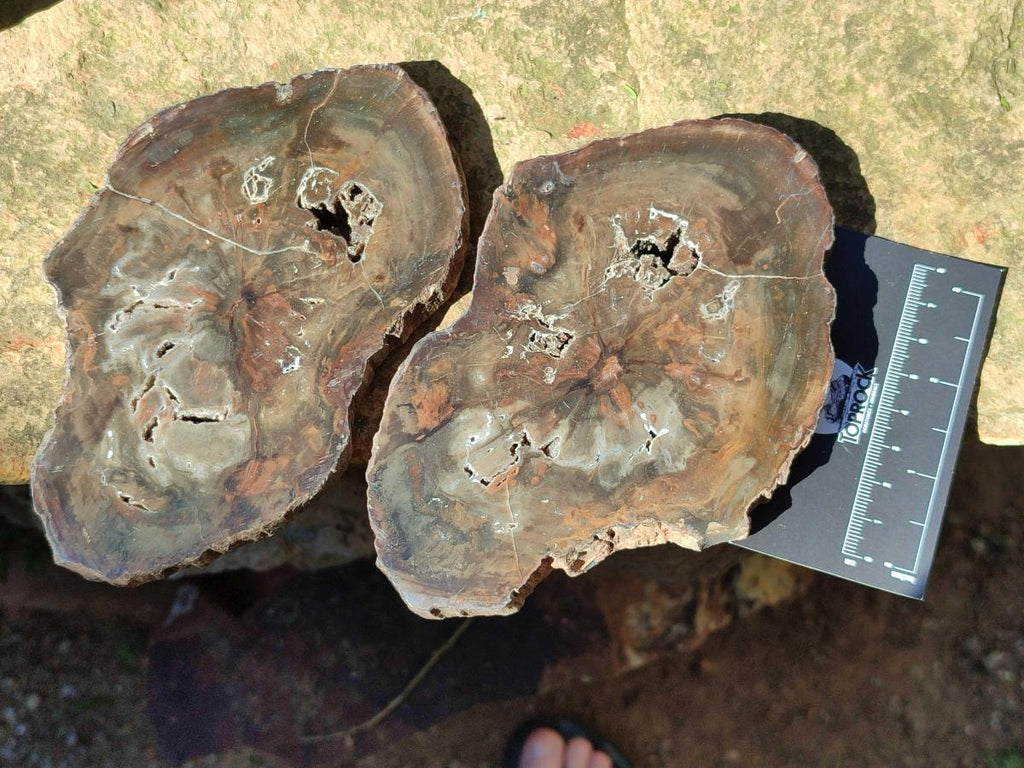 Polished Dadoxylon Petrified Wood Slices x 6 From Gokwe, Zimbabwe - Toprock Gemstones and Minerals 