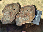 Polished Dadoxylon Petrified Wood Slices x 6 From Gokwe, Zimbabwe - Toprock Gemstones and Minerals 