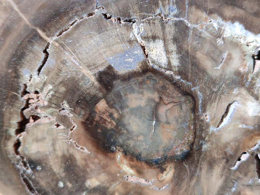 Polished Dadoxylon Petrified Wood Slices x 6 From Gokwe, Zimbabwe - Toprock Gemstones and Minerals 