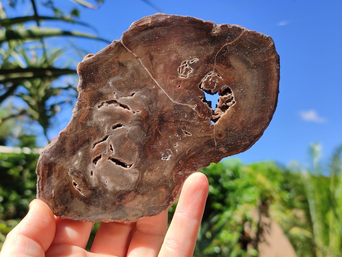 Polished Dadoxylon Petrified Wood Slices x 6 From Gokwe, Zimbabwe - Toprock Gemstones and Minerals 