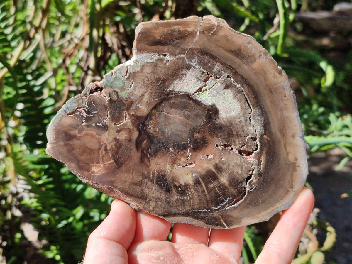 Polished Dadoxylon Petrified Wood Slices x 6 From Gokwe, Zimbabwe - Toprock Gemstones and Minerals 