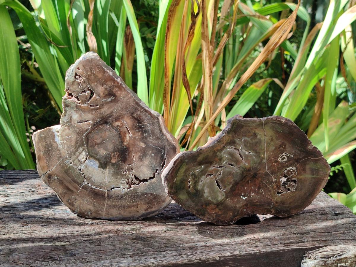 Polished Dadoxylon Petrified Wood Slices x 6 From Gokwe, Zimbabwe - Toprock Gemstones and Minerals 