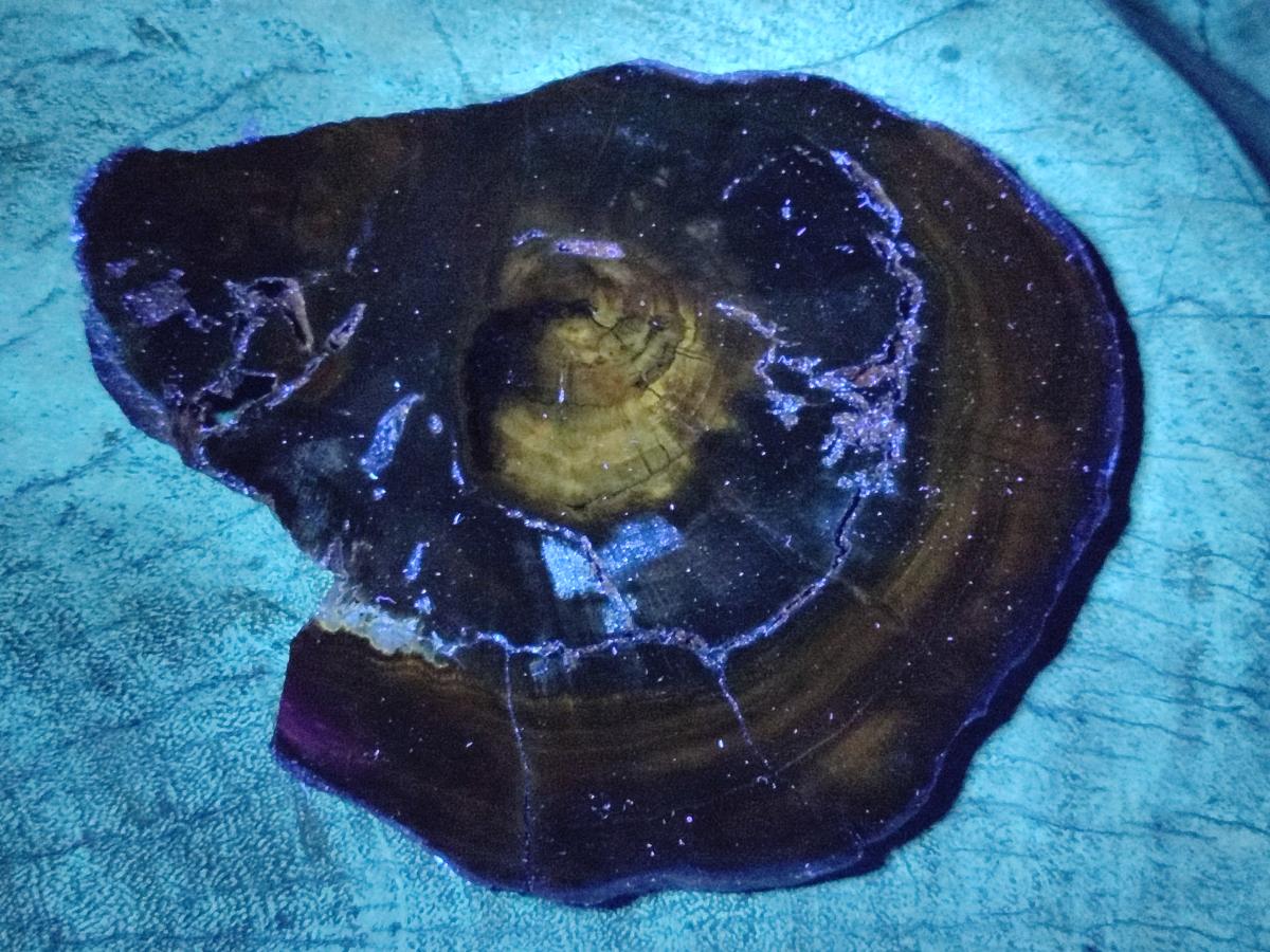 Polished Dadoxylon Petrified Wood Slices x 6 From Gokwe, Zimbabwe - Toprock Gemstones and Minerals 