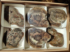 Polished Dadoxylon Petrified Wood Slices x 6 From Gokwe, Zimbabwe - Toprock Gemstones and Minerals 