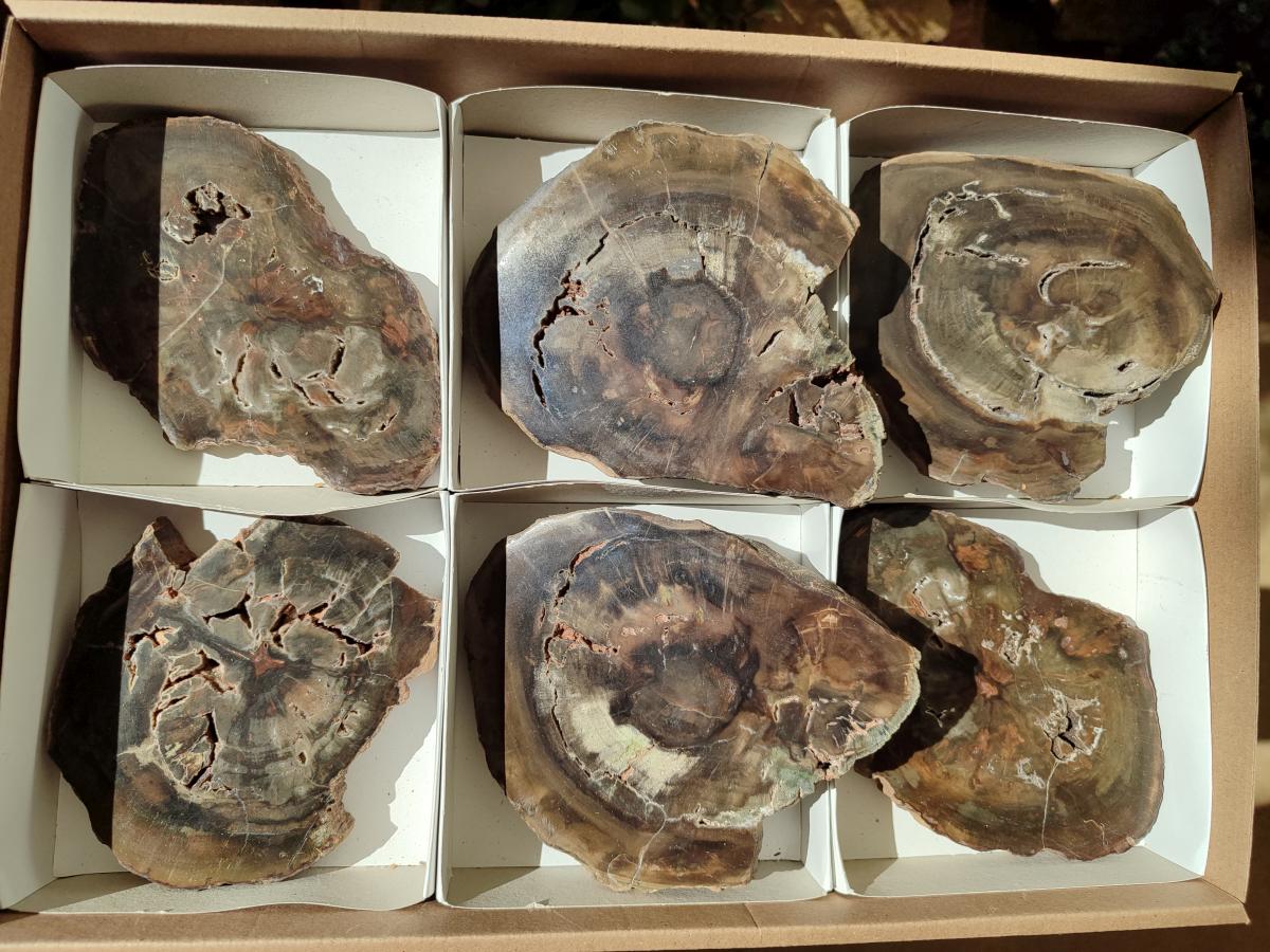Polished Dadoxylon Petrified Wood Slices x 6 From Gokwe, Zimbabwe - Toprock Gemstones and Minerals 