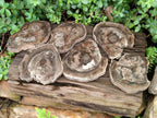 Polished Dadoxylon Petrified Wood Slices x 6 From Gokwe, Zimbabwe - Toprock Gemstones and Minerals 