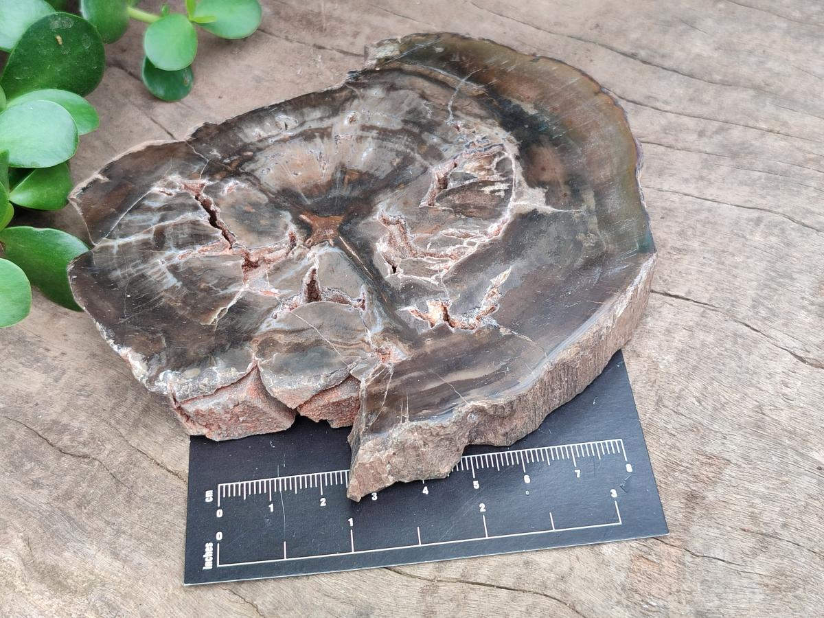Polished Dadoxylon Petrified Wood Slices x 6 From Gokwe, Zimbabwe - Toprock Gemstones and Minerals 