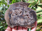 Polished Dadoxylon Petrified Wood Slices x 6 From Gokwe, Zimbabwe - Toprock Gemstones and Minerals 