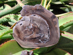 Polished Dadoxylon Petrified Wood Slices x 6 From Gokwe, Zimbabwe - Toprock Gemstones and Minerals 