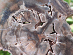 Polished Dadoxylon Petrified Wood Slices x 6 From Gokwe, Zimbabwe - Toprock Gemstones and Minerals 