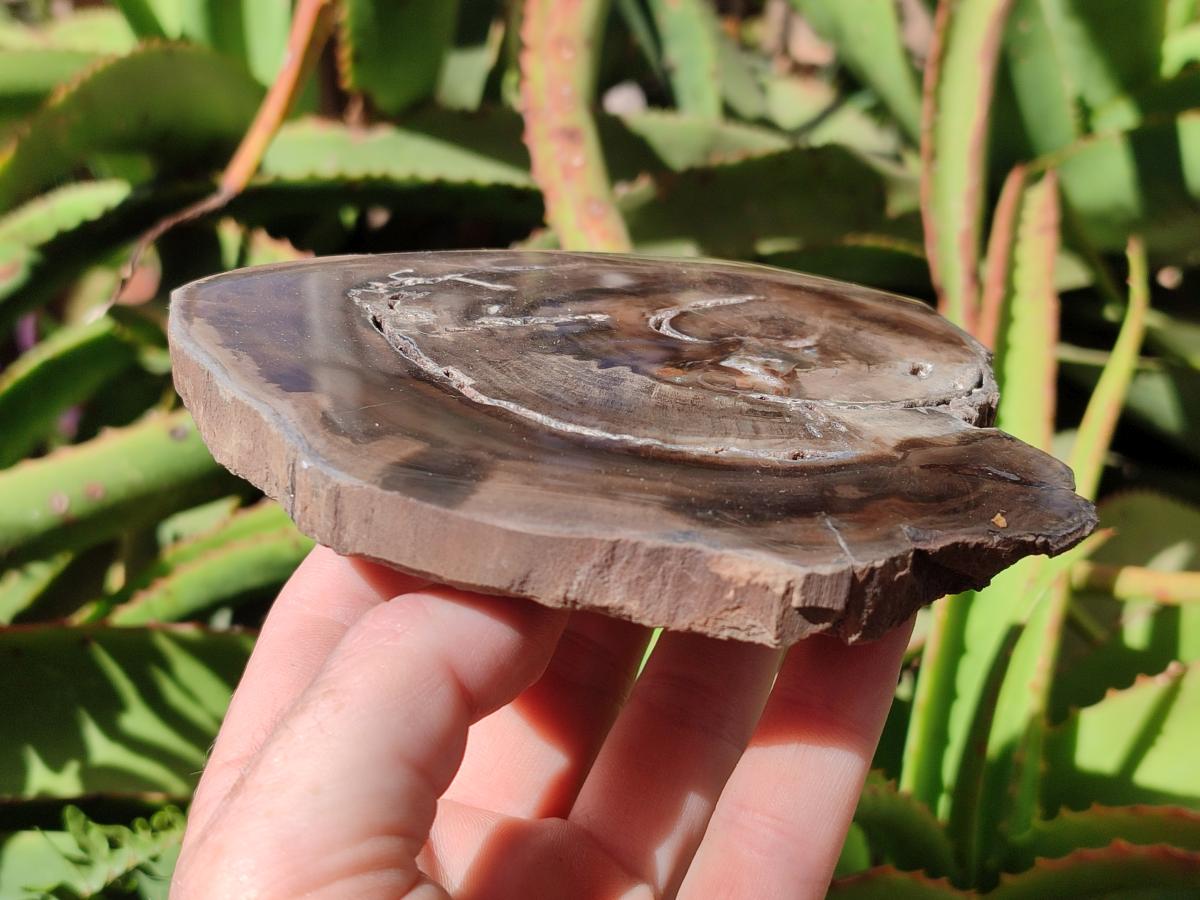 Polished Dadoxylon Petrified Wood Slices x 6 From Gokwe, Zimbabwe - Toprock Gemstones and Minerals 