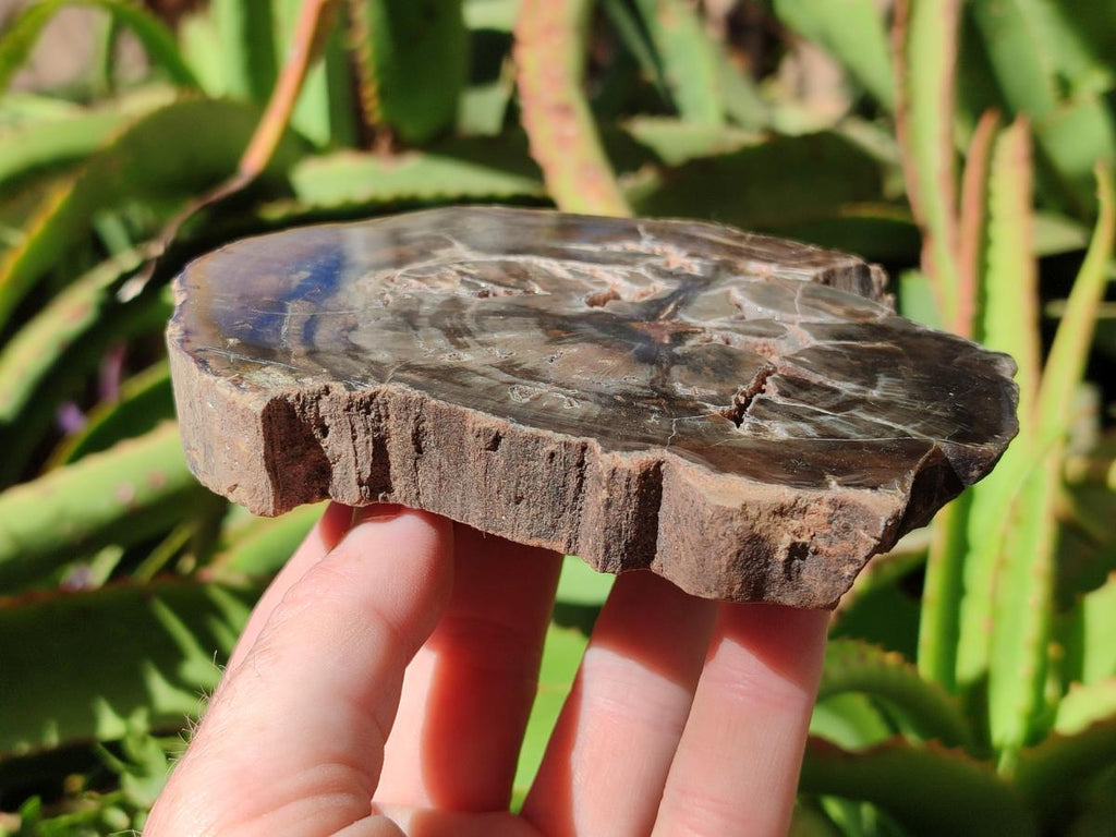 Polished Dadoxylon Petrified Wood Slices x 6 From Gokwe, Zimbabwe - Toprock Gemstones and Minerals 