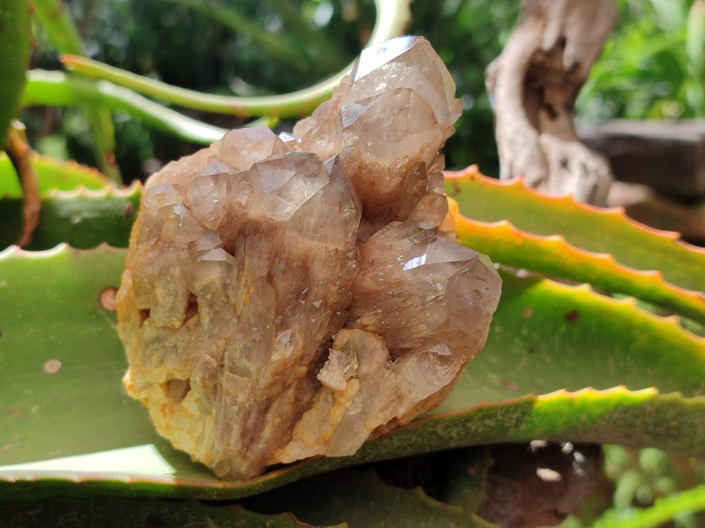 Natural Cascading Smokey Citrine Quartz Clusters x 3 From Luena, Congo - Toprock Gemstones and Minerals 