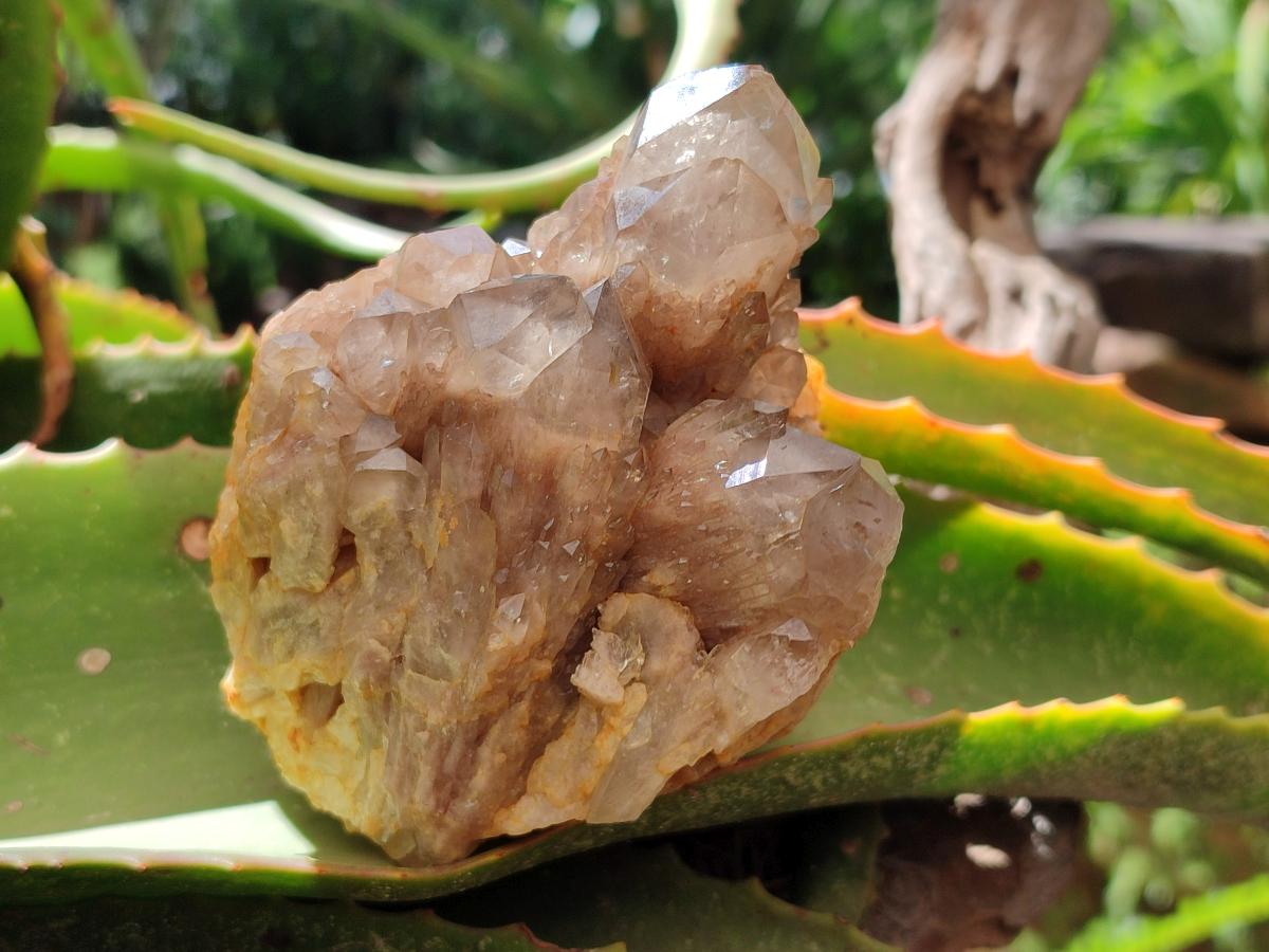 Natural Cascading Smokey Citrine Quartz Clusters x 3 From Luena, Congo - Toprock Gemstones and Minerals 
