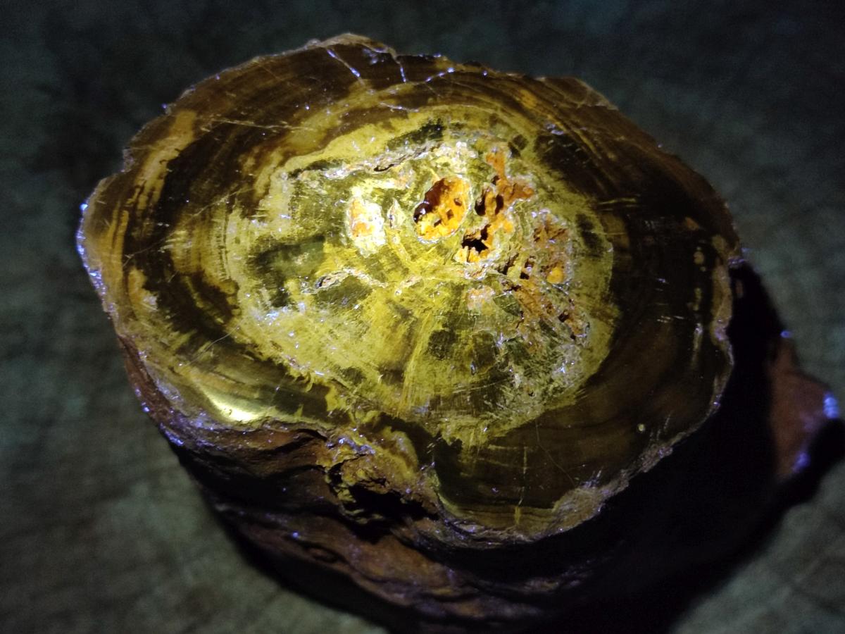 Polished Large On One Side Dadoxylon Petrified Wood Tree Branche x 1 From Gokwe, Zimbabwe - Toprock Gemstones and Minerals 